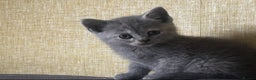 British Shorthair cats for sale: 3 gorgeous kittens - Advert 3