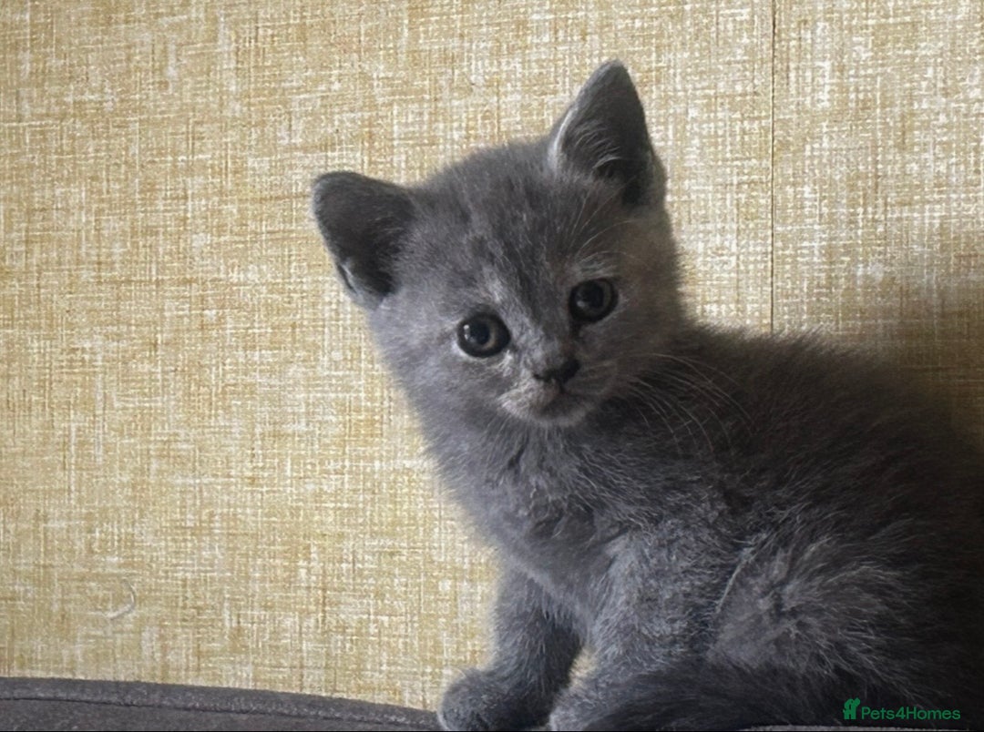 British Shorthair cats for sale: 3 gorgeous kittens - Advert 3