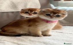 Scottish Fold cats for sale: Beautiful Scottish Straight/Fold Kittens - Image 1