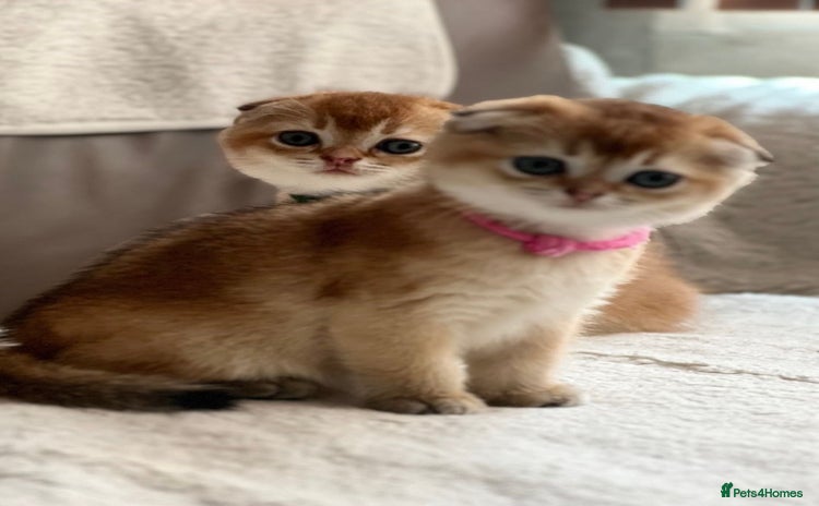 Scottish Fold cats - Advert 2