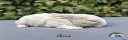 Mini Lop rabbits for sale: Pure bred mini plush lops  - Advert 2