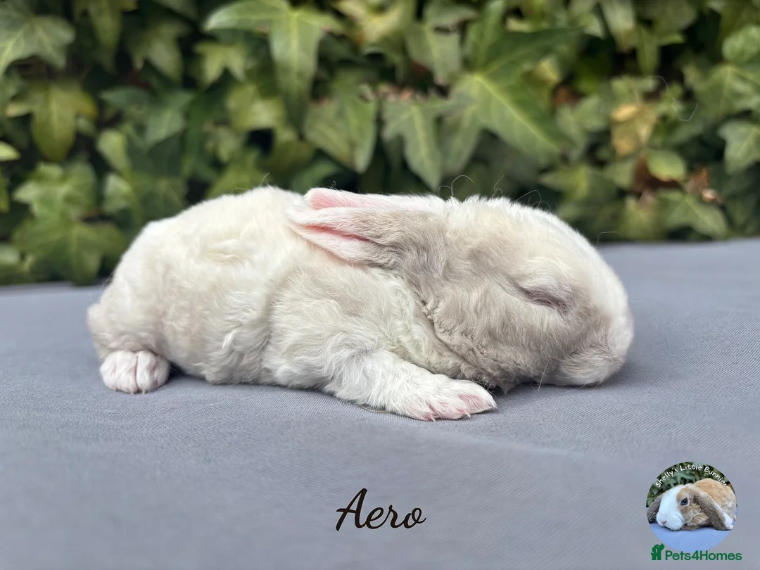 Mini Lop rabbits for sale: Pure bred mini plush lops  - Advert 2