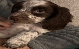 Sprocker dogs for sale: Girl Sprocker puppy - Image 1