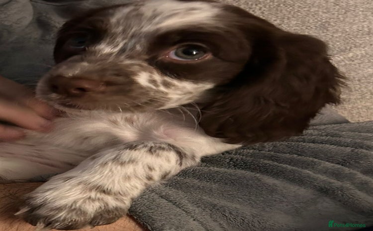 Sprocker dogs - Advert 1
