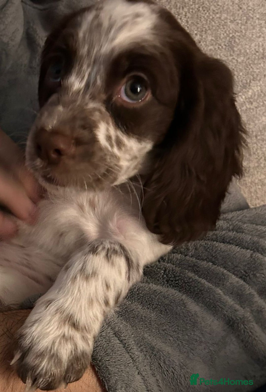 Sprocker dogs for sale: Girl Sprocker puppy - Image 1