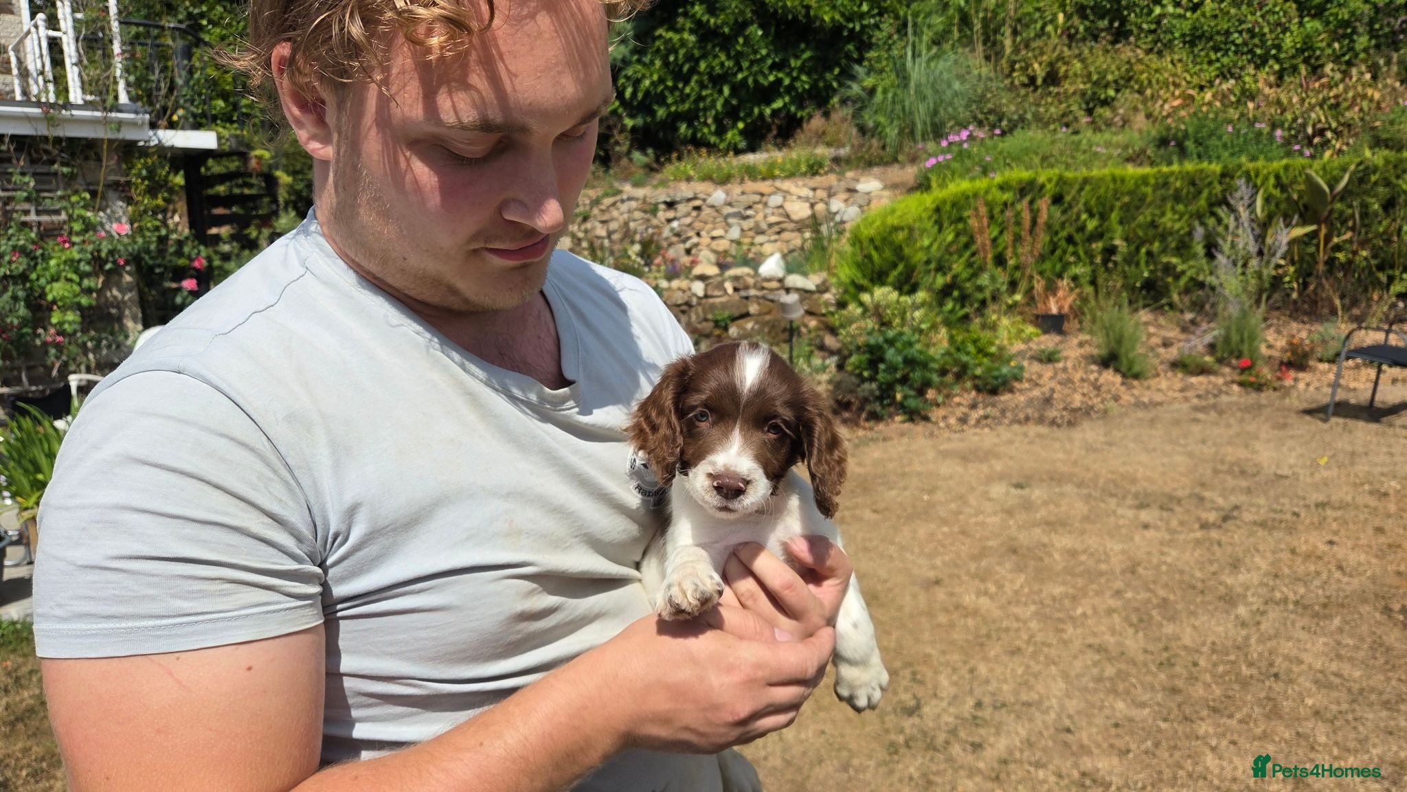 English Springer Spaniel dogs Springer Spaniel Puppies For Salee - Advert 1