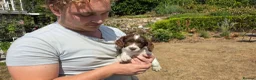 English Springer Spaniel dogs for sale: Springer Spaniel Puppies For Salee - Advert 1