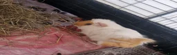 Guinea Pig rodents for sale: 2 male guniea pigs in Croydon - Advert 1