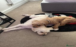 Cavapoochon dogs for sale: 2x Cavapoochon girls must go together  - Image 1
