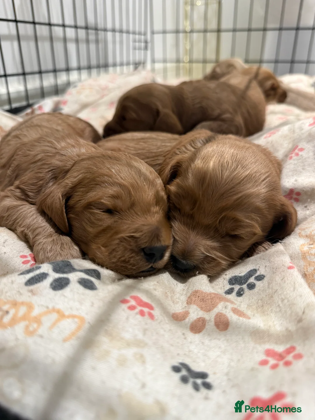 Cockapoo dogs for sale: READY TO GO! LAST BOY F1 Cockapoo puppies - Advert 7