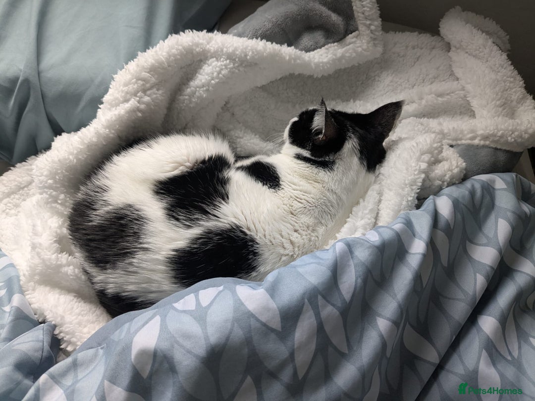 Mixed Breed cats for adoption: 👑 Queen – Indoor Chatty Little Lady - Advert 5
