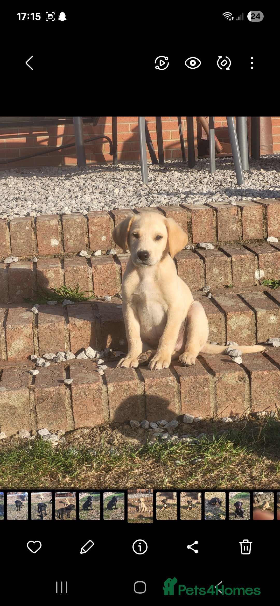 Labrador Retriever dogs for sale: Working labrador puppies  - Image 2