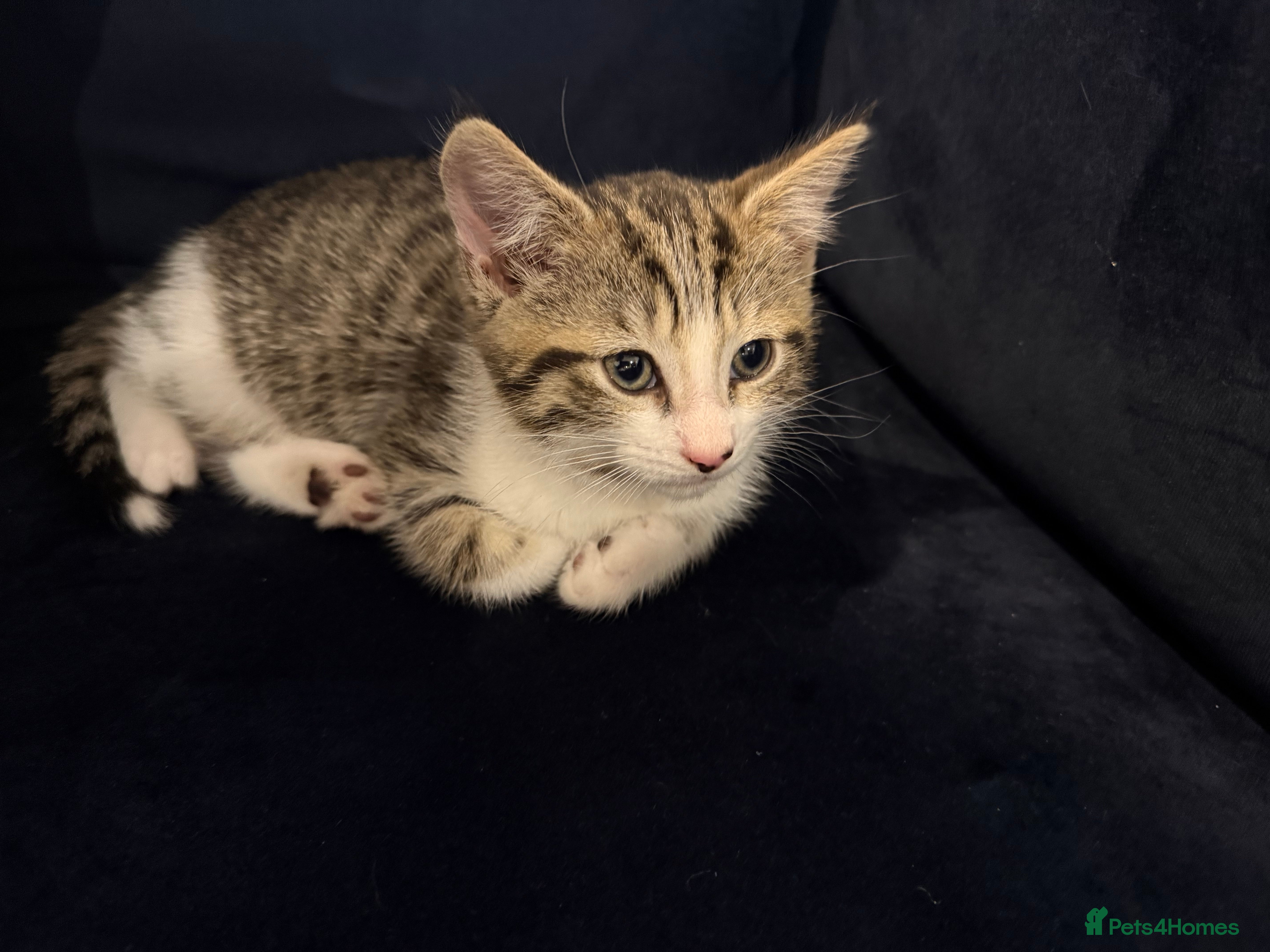 Mixed Breed cats Male kitten for sale  - Advert 3