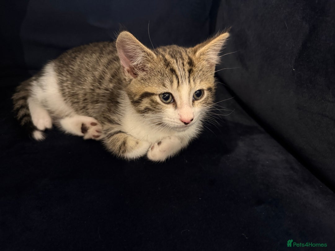 Mixed Breed cats for sale: Male kitten for sale  - Advert 1