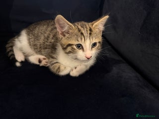 Mixed Breed cats Male kitten for sale - Advert 3