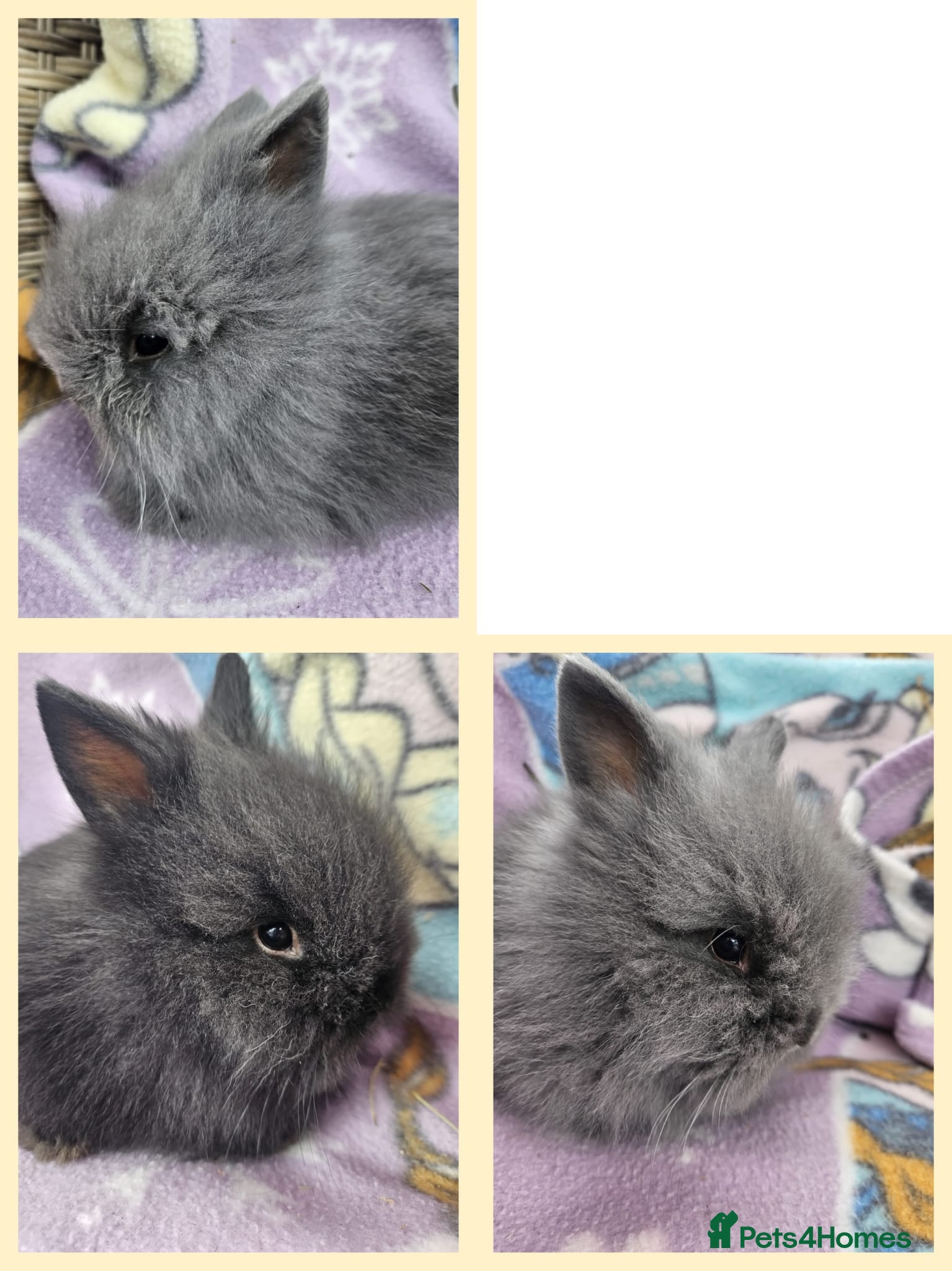 Lionhead rabbits for sale: 3 baby lionheads  - Advert 1
