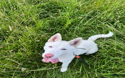Siberian Husky dogs for sale: Siberian Husky - Image 3