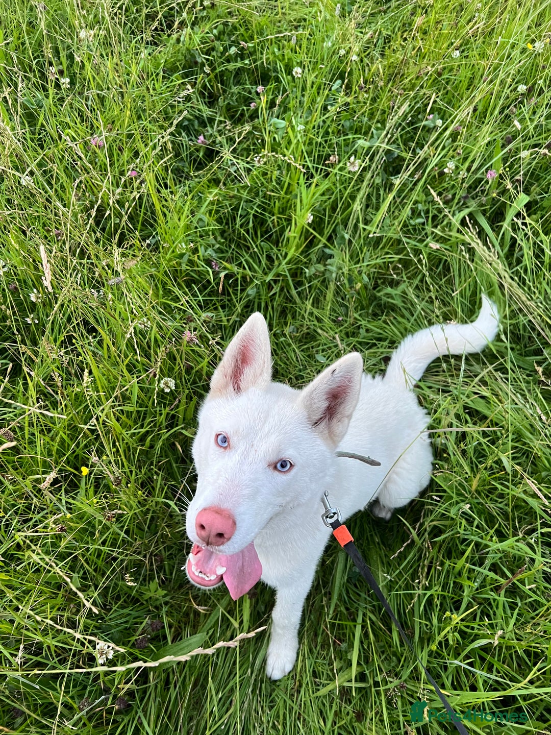 Siberian Husky dogs for sale: Siberian Husky - Image 3