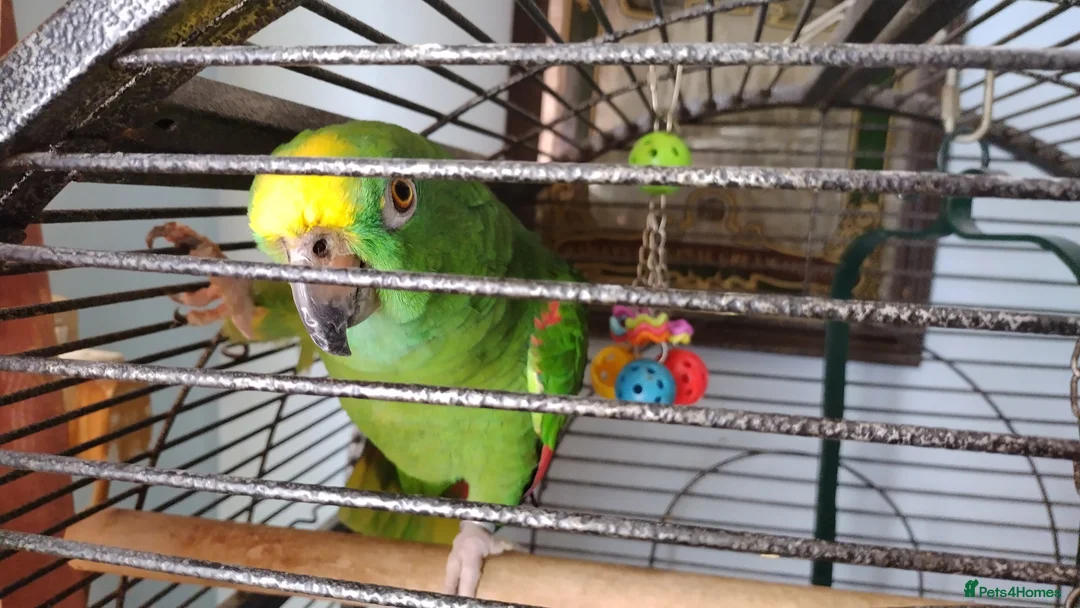Parrots birds for sale: Amazon parrot  in Wellington - Advert 2