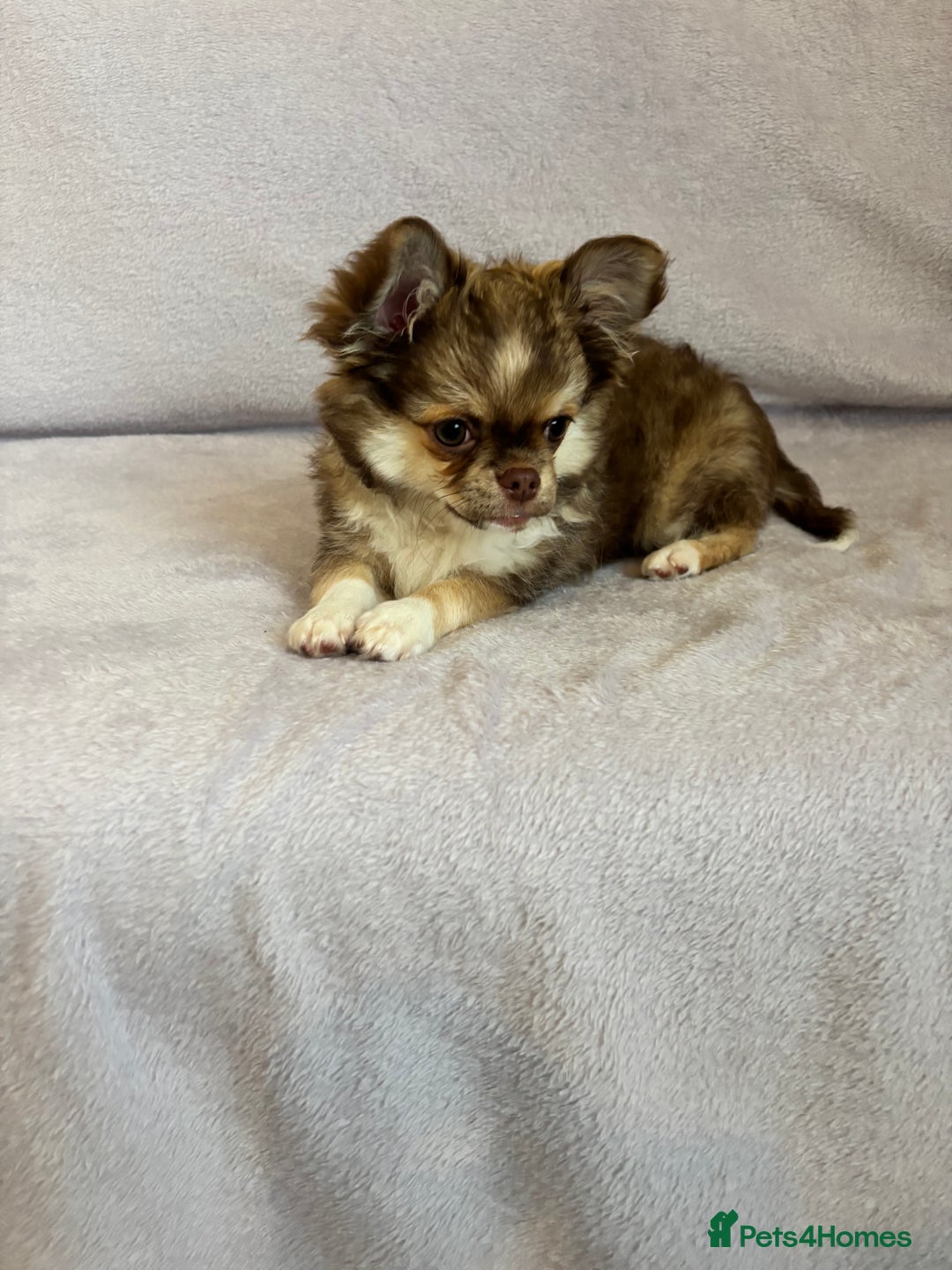 Chihuahua dogs for sale: Beautiful tiny puppies, Chihuahua - Advert 13