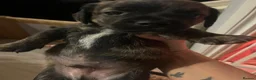 Mixed Breed dogs for sale: 8 Puppies for sale!  - Advert 25