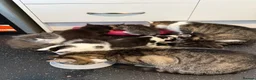 Mixed Breed cats for sale: 6 Gorgeous Kittens – Short & Fluffy –  - Advert 2