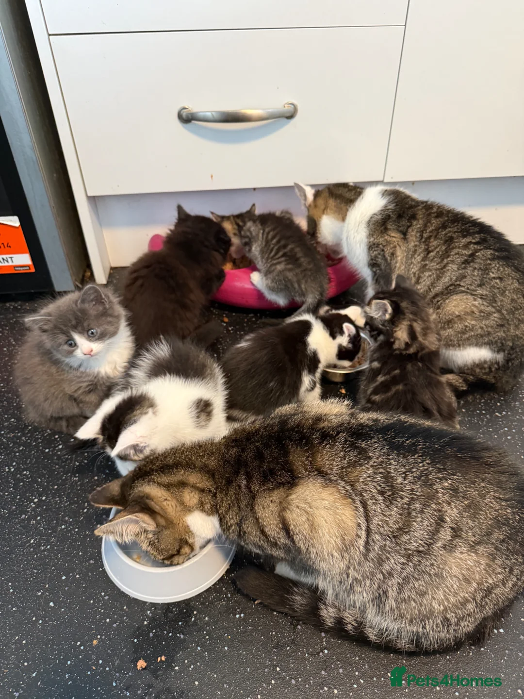 Mixed Breed cats for sale: 6 Gorgeous Kittens – Short & Fluffy –  - Advert 2