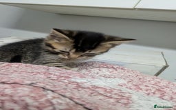 British Shorthair cats for sale: BEAUTIFUL TABBY KITTENS FOR SALE  - Advert 22