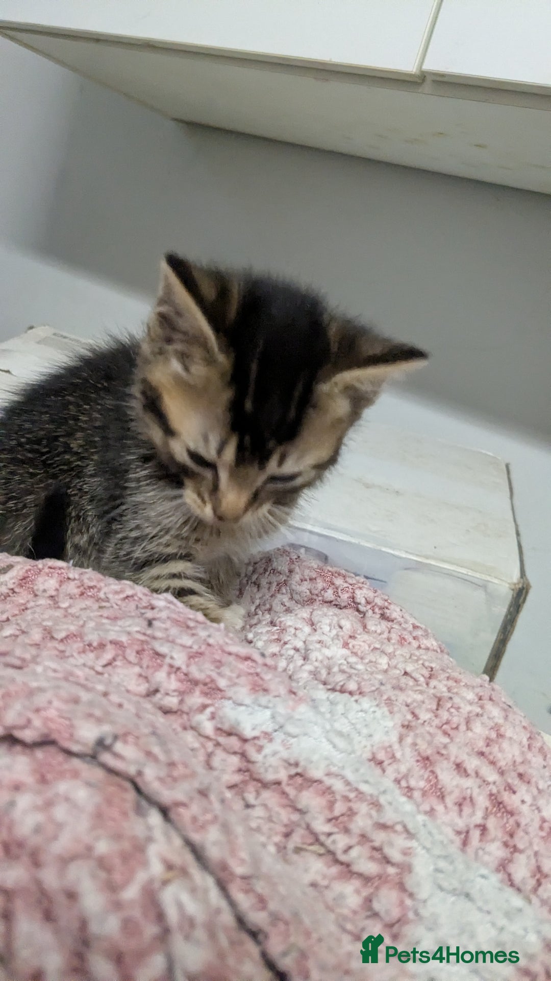 British Shorthair cats for sale: BEAUTIFUL TABBY KITTENS FOR SALE  - Advert 22