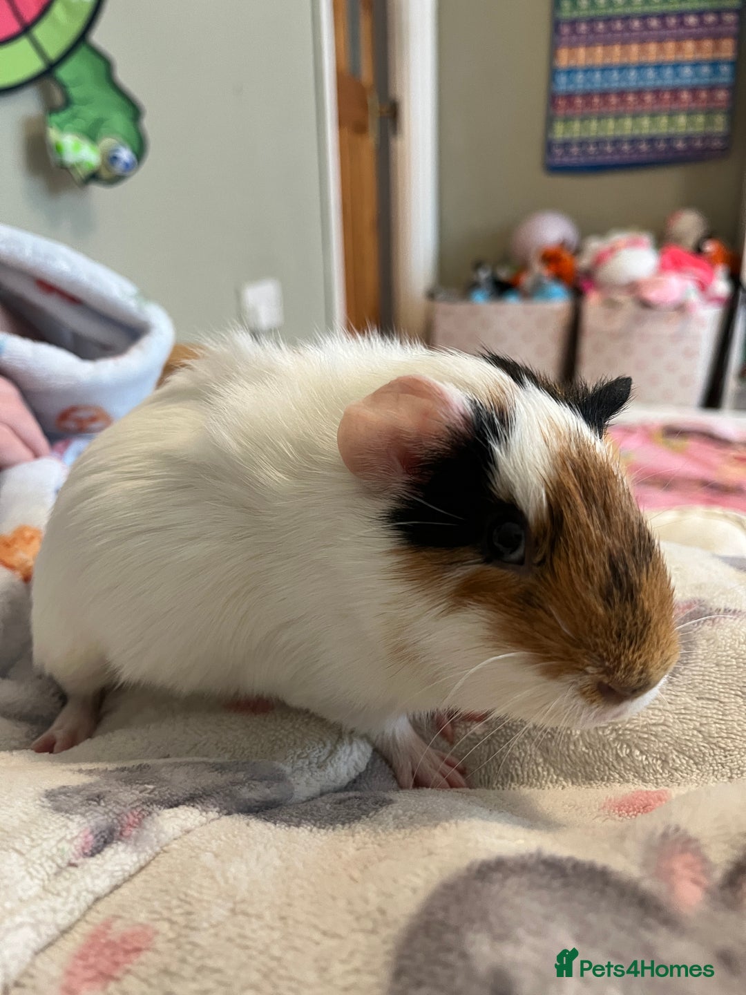 Guinea Pig rodents for sale: Guinea pig - Advert 2