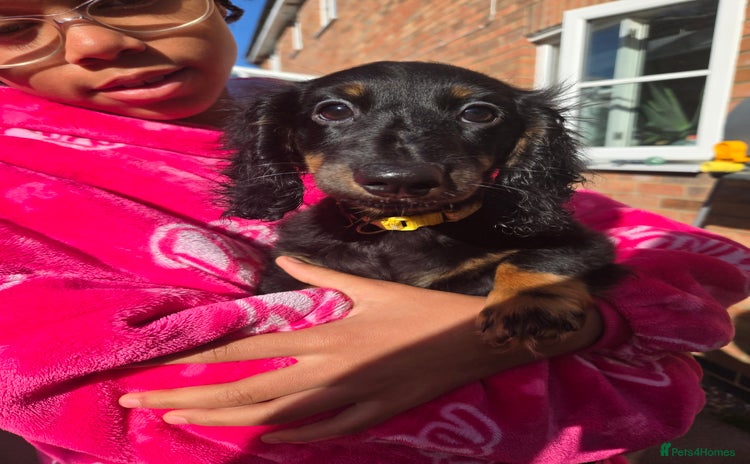 Miniature Dachshund dogs - Advert 5