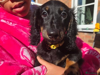 Miniature Dachshund dogs - Advert 5