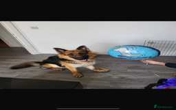 German Shepherd dogs for stud: Bearr - Image 3