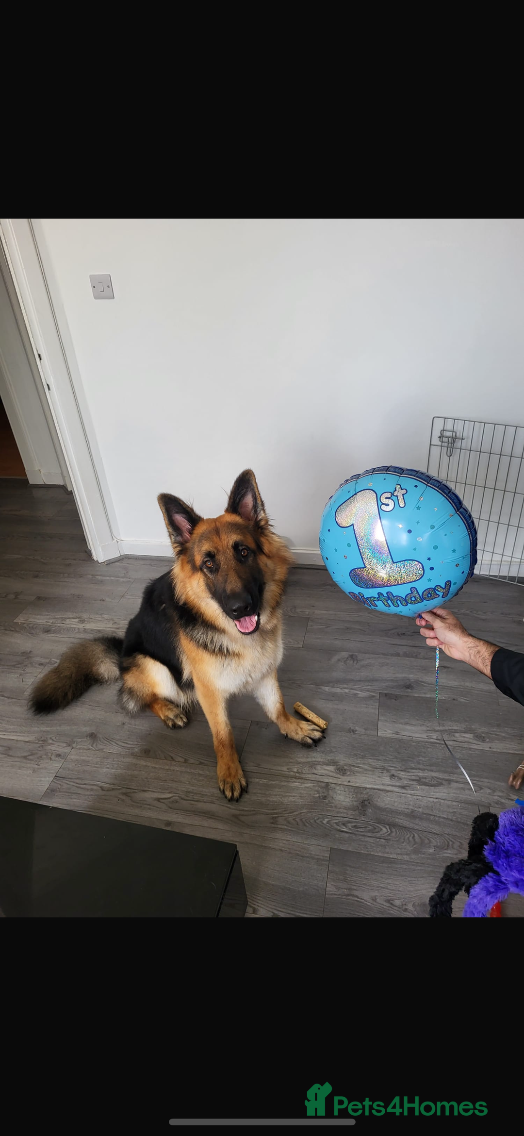 German Shepherd dogs for stud: Bearr - Image 3