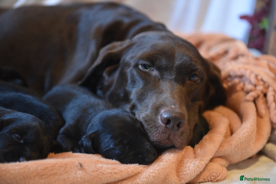 Labrador Retriever dogs for sale: Carefully Bred Black Labrador Puppy’s KC Reg - Image 5