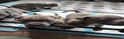 Staffordshire Bull Terrier dogs for sale: Beautiful blue Staffordshire bull terrier puppies. in Doncaster - Advert 15