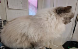 Ragdoll cats for sale: Ragdoll cross - Image 29