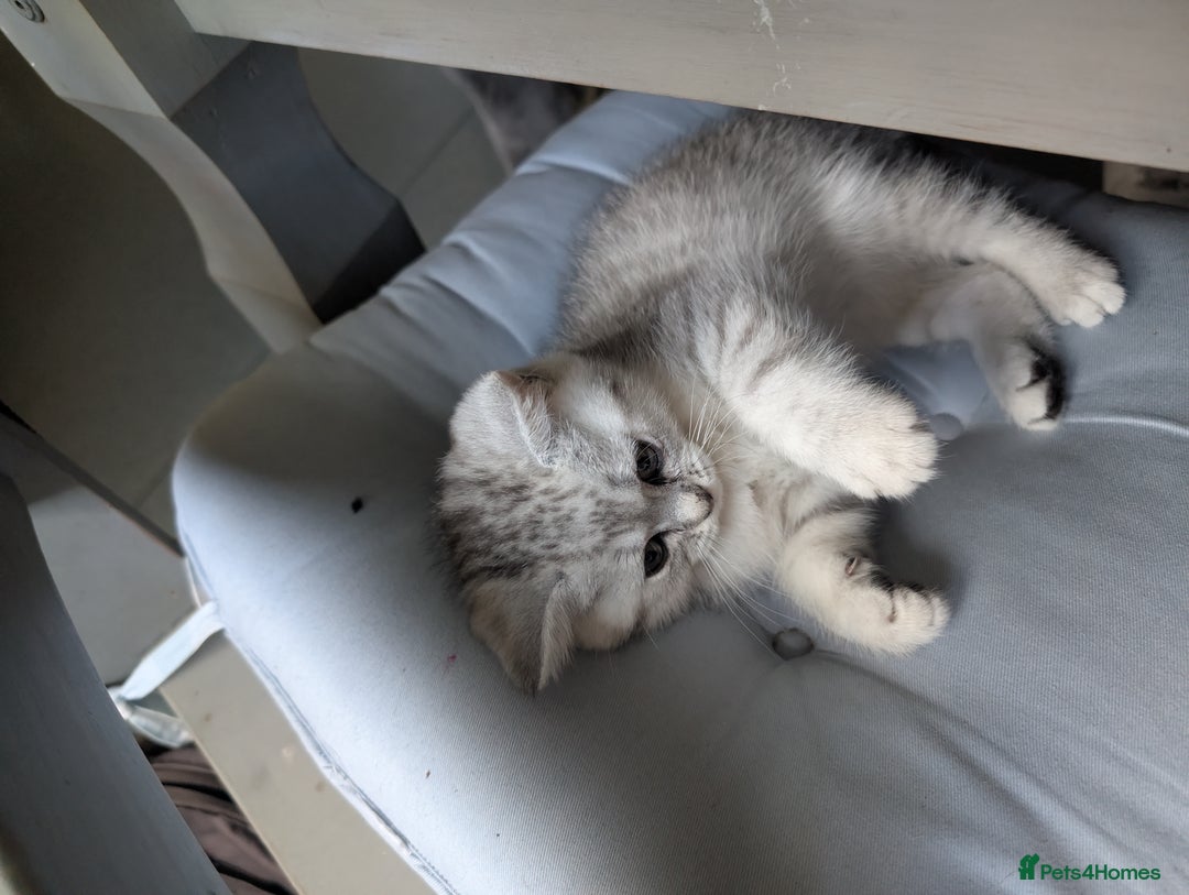 British Shorthair cats for sale: Beautiful British Short Hair Boys  - Image 8