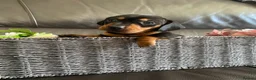 Miniature Dachshund dogs for sale: amazing  miniature dachshunds  - Advert 12