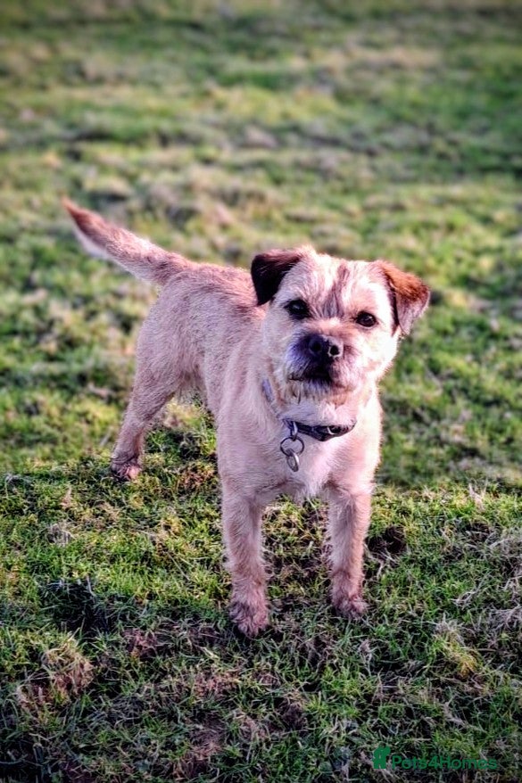 Border Terrier dogs KC registered border terrier for stud - Advert 1