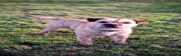 Border Terrier dogs for stud: KC registered border terrier for stud - Advert 1