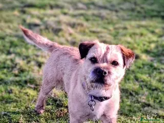 Border Terrier dogs KC registered border terrier for stud - Advert 1