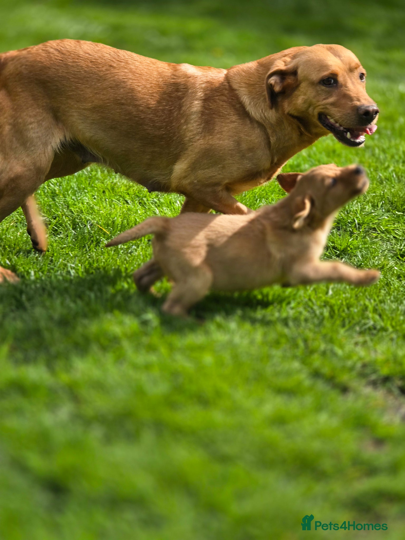 Labrador Retriever dogs Fox red labradors. ONLY ONE MALE AVAILABLE - Advert 17