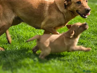 Labrador Retriever dogs Fox red labradors. ONLY ONE MALE AVAILABLE - Advert 17