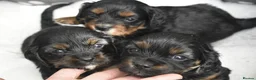 Cavapoo dogs for sale: Health Tested Cavapoo Puppies  - Advert 7