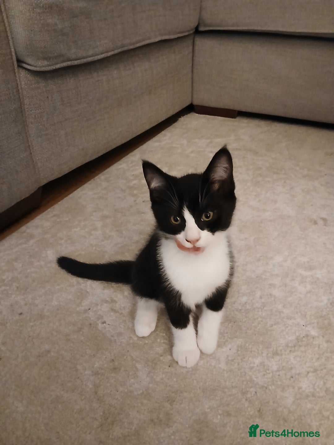 Mixed Breed cats for sale: Kittens 2male  - Image 3
