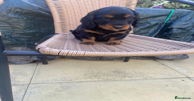 Mixed Breed dogs - Advert 16