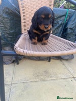 Mixed Breed dogs - Advert 16