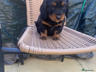 Mixed Breed dogs - Advert 29