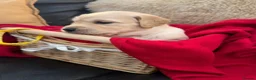 Golden Retriever dogs for sale: Royal kennel club Golden Retriever puppies in Hook - Advert 6